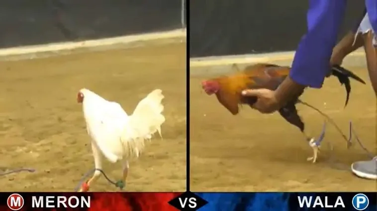 Hướng Dẫn Chi Tiết Cách Chơi Đá Gà Sabong Tại Fun88 Dành Cho Người Mới